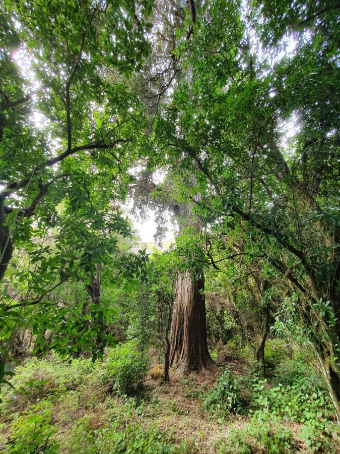 Glenwood Akaroa Bush Retreat - Kanuka Hut מראה חיצוני תמונה